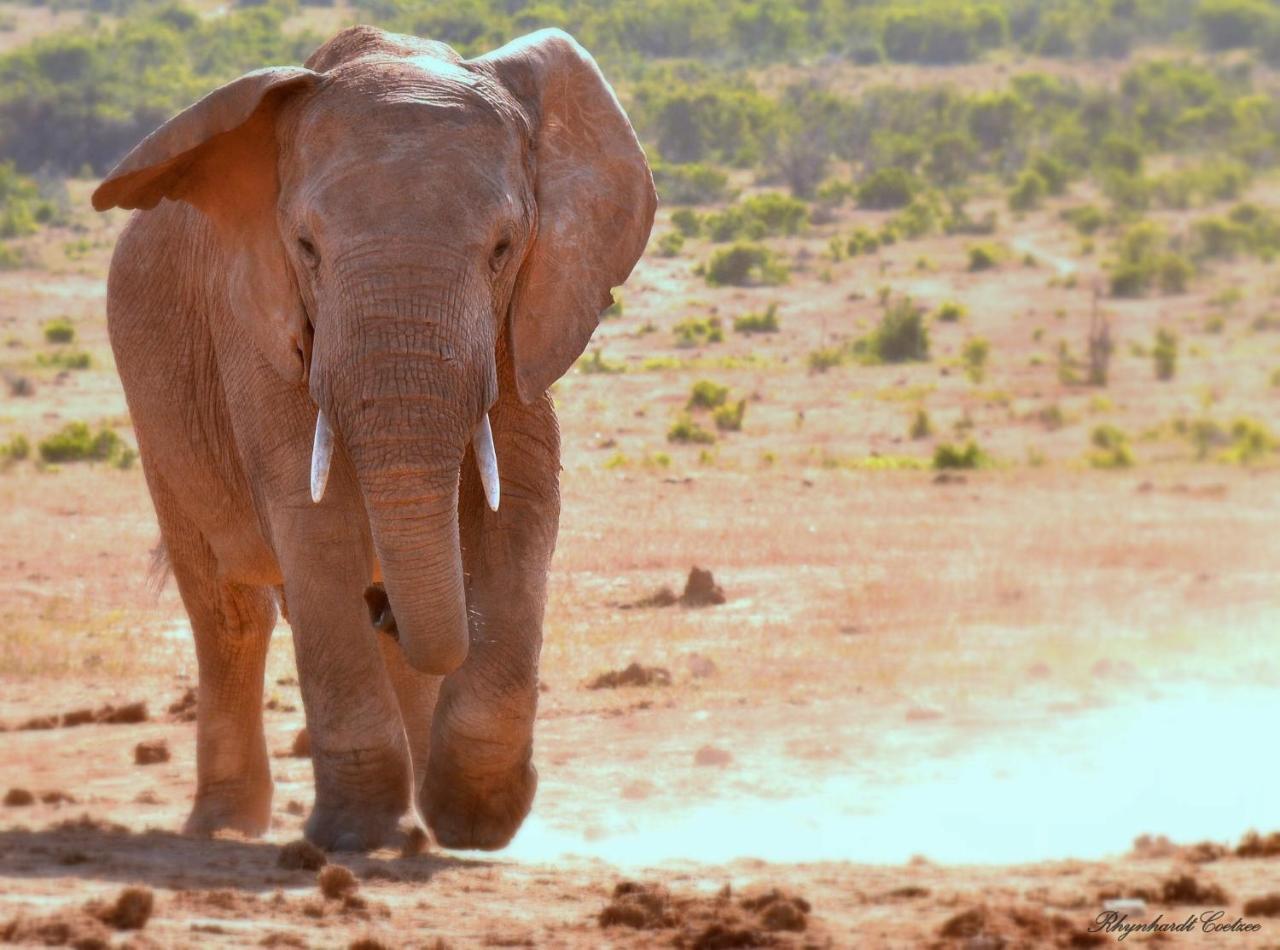 Addo Elephant Safari Lodge - Bellevue Forest Reserve Paterson Екстериор снимка