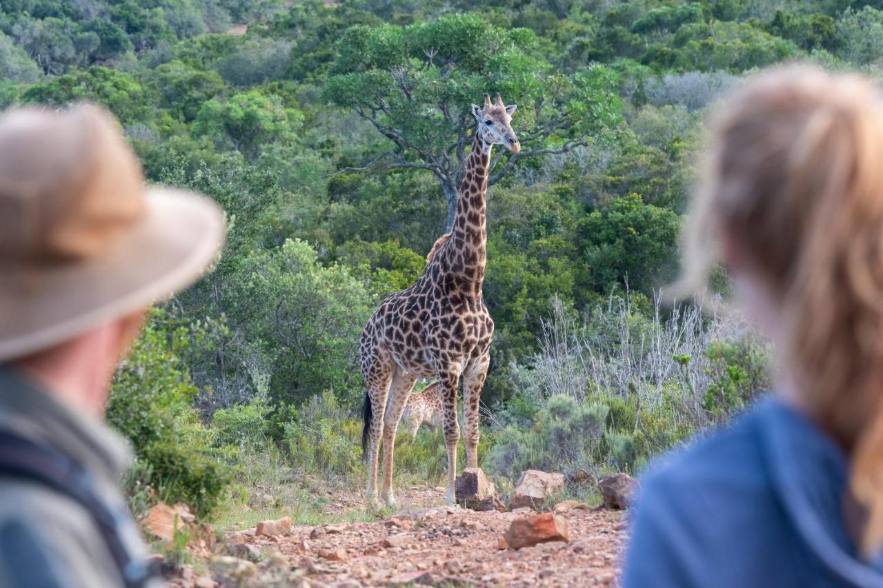 Addo Elephant Safari Lodge - Bellevue Forest Reserve Paterson Екстериор снимка
