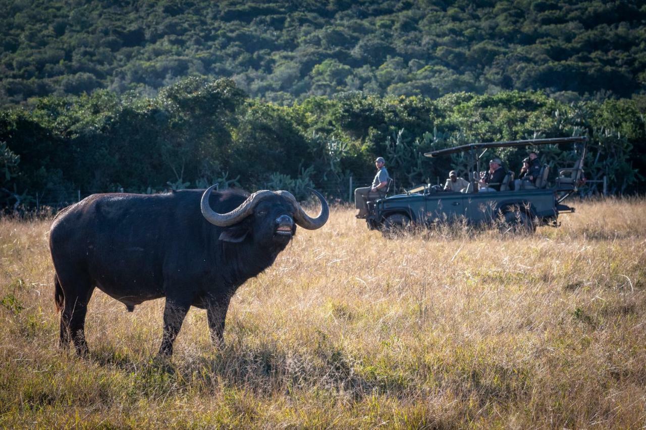 Addo Elephant Safari Lodge - Bellevue Forest Reserve Paterson Екстериор снимка