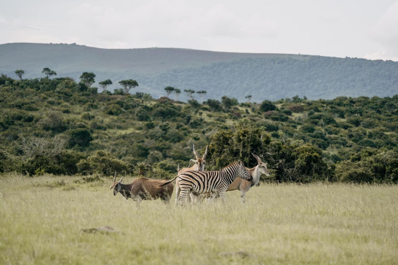 Addo Elephant Safari Lodge - Bellevue Forest Reserve Paterson Екстериор снимка