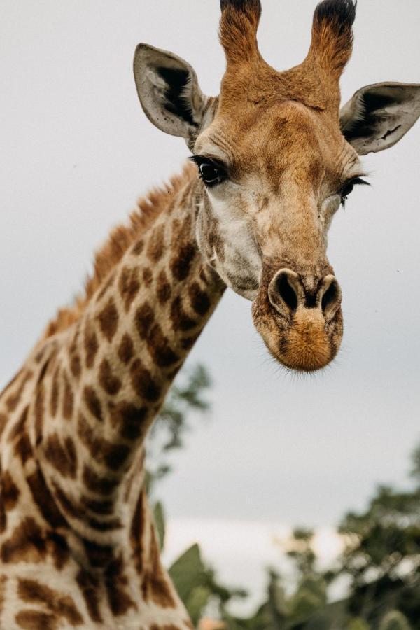 Addo Elephant Safari Lodge - Bellevue Forest Reserve Paterson Екстериор снимка